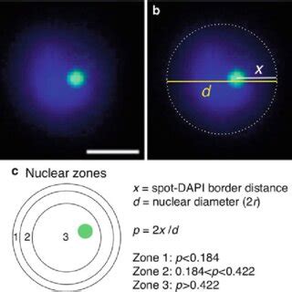 Subnuclear Localization Relative To The Nuclear Periphery A