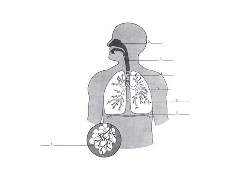 Respiratory System Review Game — Printable Worksheet