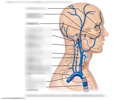 External Jugular Vein Diagram Quizlet