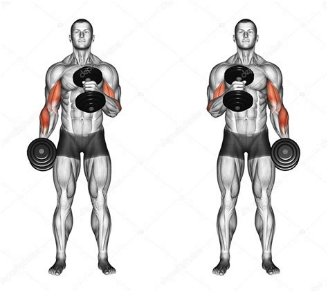 Cross body hammer curls Stock Photo by ©print4ready@yahoo.com 113951480