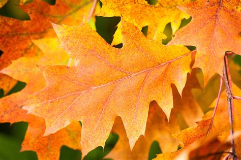 Tombe Feuille Feuilles D Automne Photo Gratuite Sur Pixabay Pixabay