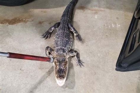 Look: Alligator captured after two weeks on the loose in New Jersey ...