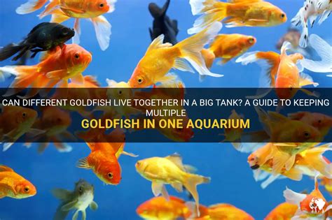 Can Different Goldfish Live Together In A Big Tank A Guide To Keeping