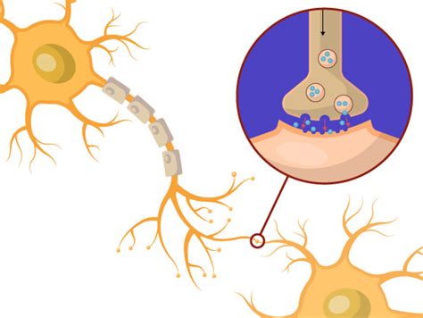 Nerve Impulse Read Biology Ck 12 Foundation