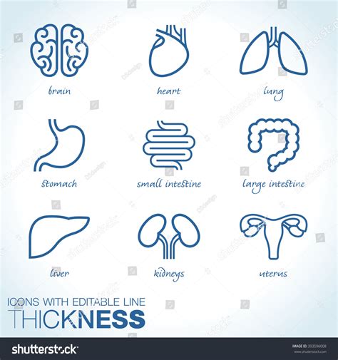 Internal Human Organs Vector Icons - 393596008 : Shutterstock 
