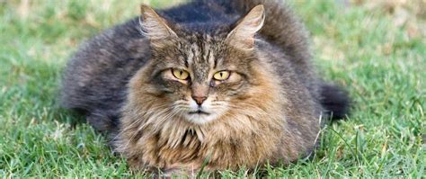 Norwegian Forest Cat Chasing Fox
