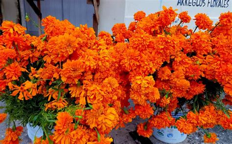 Cu Nto Cuesta Un Ramo De Flores De Cempas Chil O De Mano De Le N