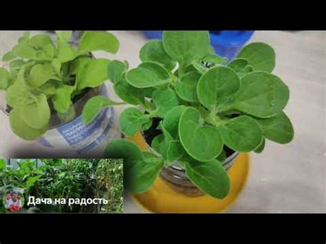 199. Черенкование петунии! Прищипка петунии и формировка кустика! - YouTube