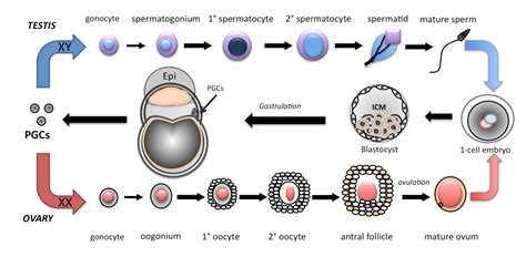 Embryonic Stem Cells And The Germ Cell Lineage Intechopen