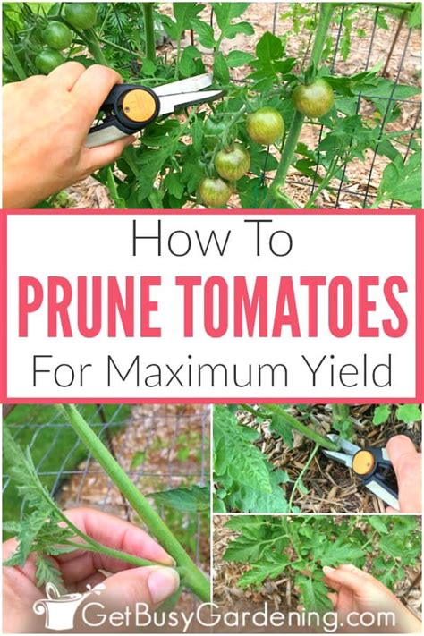 How To Prune Tomato Plants For Maximum Yield Get Busy Gardening