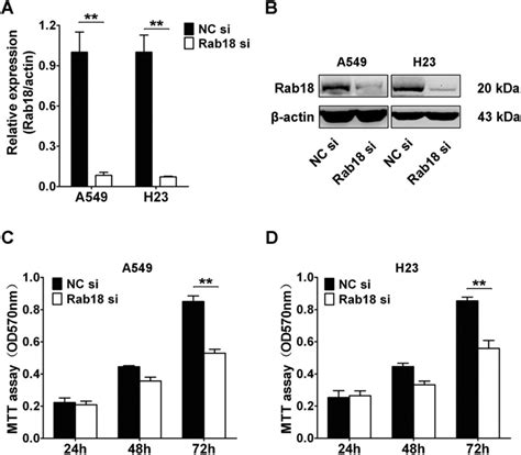 Knockdown Of Rab Inhibits Nsclc Cells Growth In Vitro A B Qrt Pcr