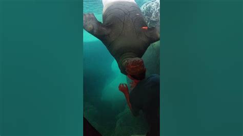 Seaworld Orlando Walrus Youtube
