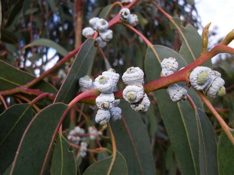 Ajne Eucalyptus Essential Oil (Eucalyptus Globulus) | Australian native ...