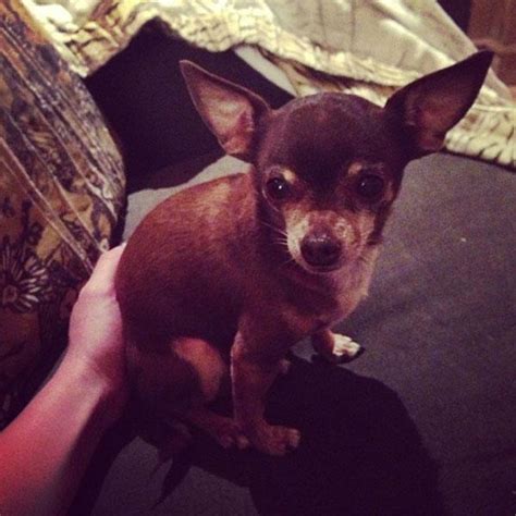Your Afternoon "Aww": Can You Guess Which Star This Chihuahua Belongs To?