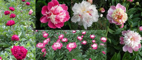 Cricket Hill Garden Peony Heaven