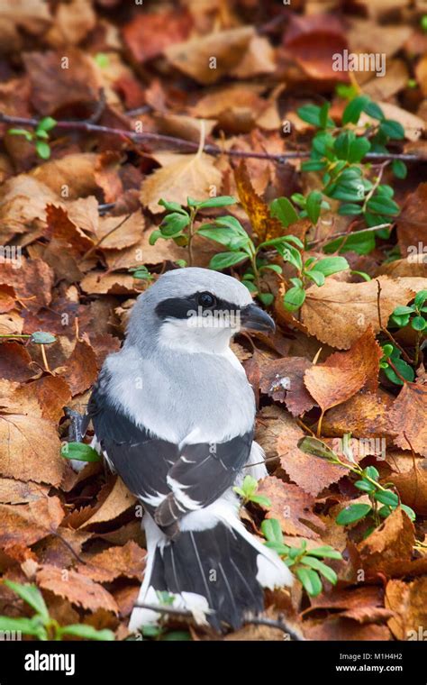 Predatory Passerine Birds Great Grey Shrike Butcher Bird Lanius