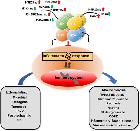 Major Epigenetic Mechanisms In Regulation Of Gene Expression