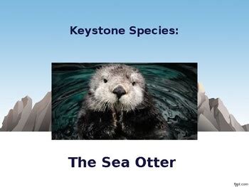 Keystone Species: The Sea Otter eBook PPT by The Common Core and More