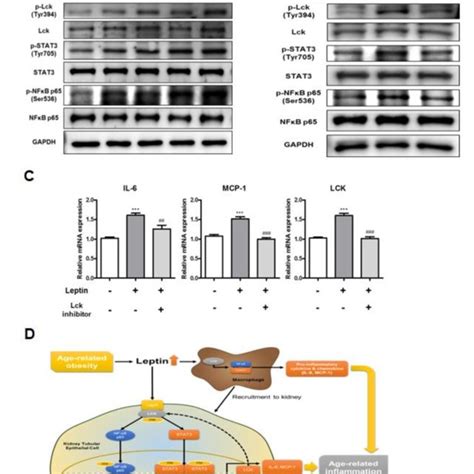 Leptin Induced Inflammation Via Activation Of Lck Stat3 Nf κb Signaling Download Scientific