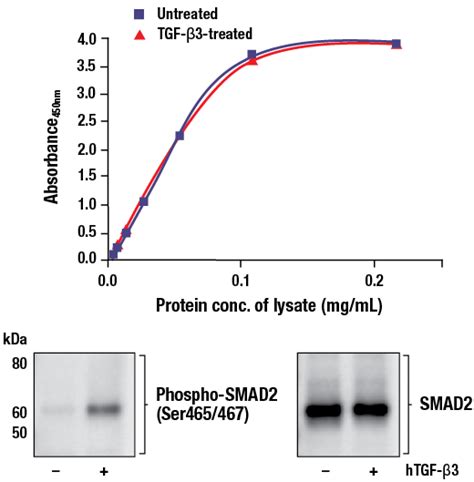 Fastscan™ Total Smad2 Elisa Kit Cell Signaling Technology