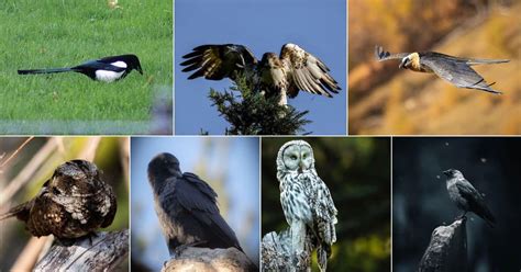 Birds That Bring Bad Luck Real Stories Bird Nature