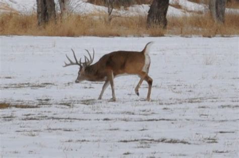 Whitetail Vs Mule Deer The Differences Why You Should Hunt Them And