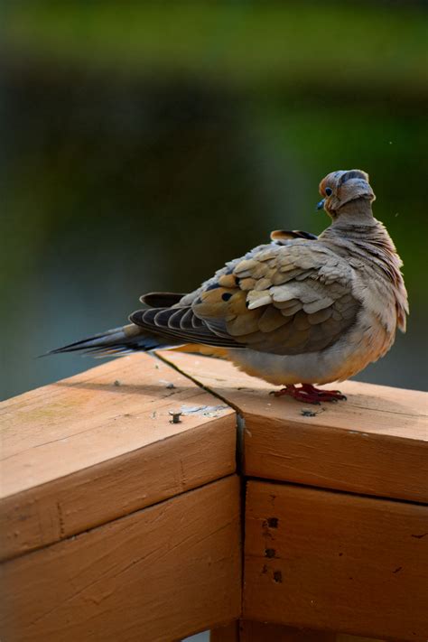 Common Pigeon Photos, Download The BEST Free Common Pigeon Stock Photos ...