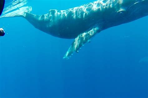 Aloha Snorkel And Surf Co 2025 All You Need To Know Before You Go W