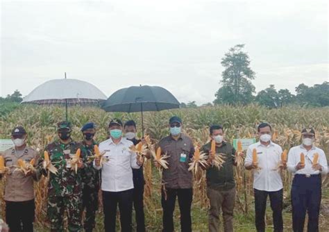 Target Produksi Jagung Kalbar Ton Kering Pipil Matrabisnis