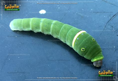 Tiger swallowtail caterpillar, Species Papilio glaucus