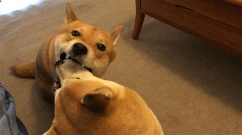 benefits   multiple dogs youtube