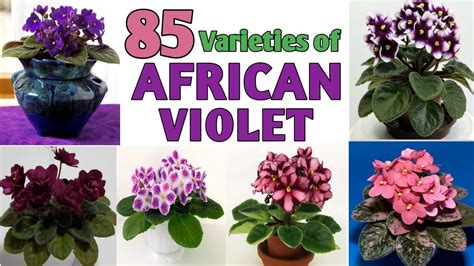 Rare African Violet Plant Varieties African Violet Varieties