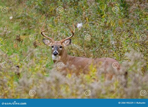 Buck Odocoileus Virginianus Em Alerta Em Ervas Daninhas Altas Durante O