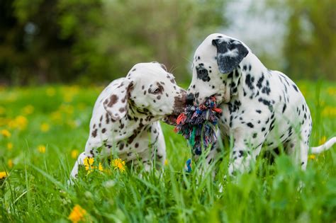 Dalmatian Puppies Cute Pictures And Facts Dalmatian Puppy Puppies