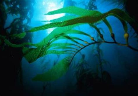 Giant Kelp Information and Picture | Sea Animals