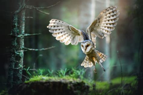 Are Owls Dangerous Defendersblog