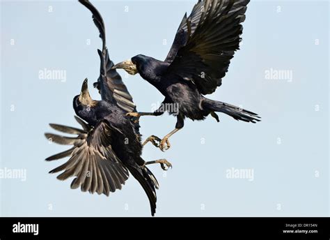 Rook Corvus Frugilegus Two Birds Fighting In Mid Air Oxfordshire