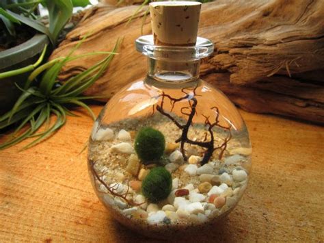 Marimo Terrarium Flasche Garten Unterwasser Terrarien Mit Lebenden