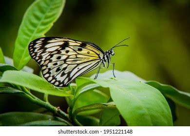 Natural Butterfly Wildlife Photography Moment Stock Photo 1951221148 ...