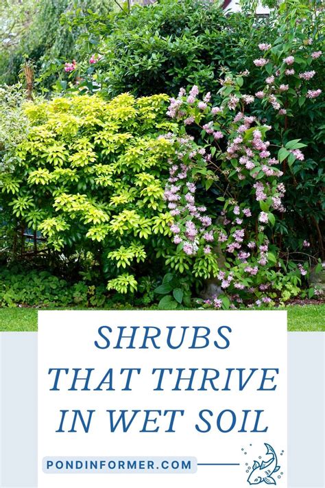 Shrubs That Thrive In Wet Soil Shade Shrubs Privacy Plants Growing