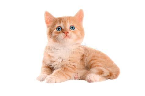 Ginger Kitten With Blue Eyes