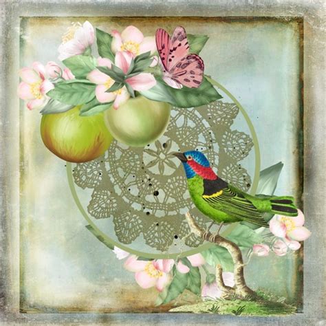 Vintage Apple Bird Illustration Free Stock Photo Public Domain Pictures