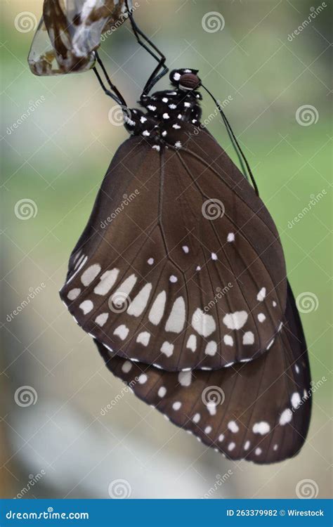 Sleep of the butterfly stock photo. Image of flowers - 263379982