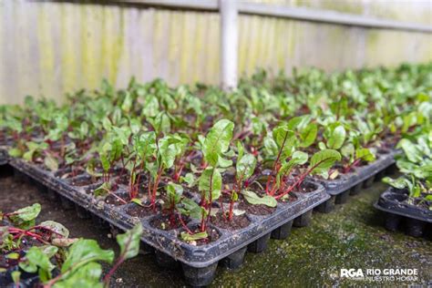 Comenzó la entrega de plantines a inscriptos en el programa RGA