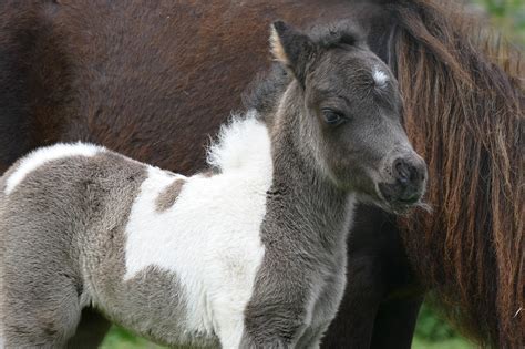 200+ Free Shetland-Pony & Shetland Pony Images - Pixabay