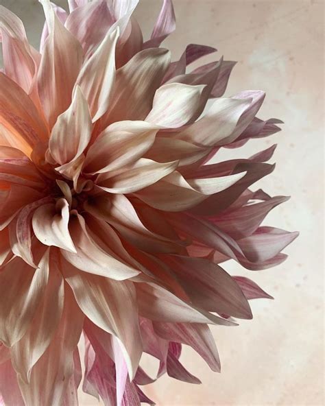 Teresa Yang Fung Floral Photographer On Instagram C A F E A U L A I