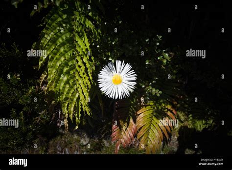 Alpine Daisy And Fern Stock Photo Alamy