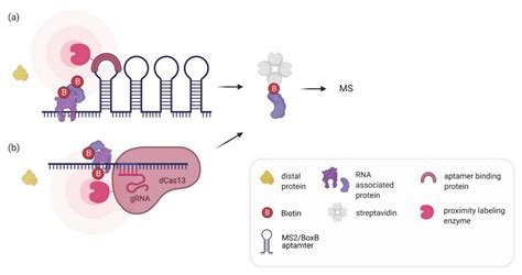 Molecules Free Full Text Rna Proximity Labeling A New Detection Tool For Rnaprotein