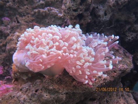 Creating Wonder - the Petrosains Blog: Coral Reefs