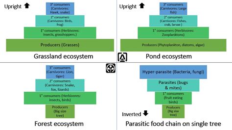 Ecological pyramid